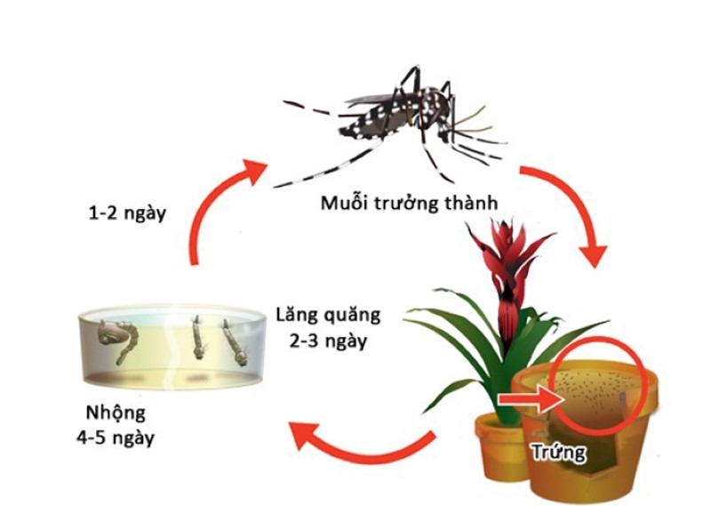 Một số mẹo đuổi muỗi đơn giản có thể thực hiện tại nhà