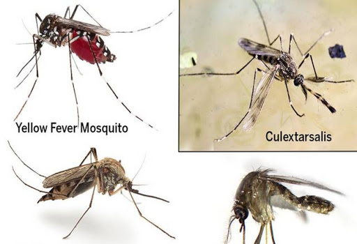 4 căn bệnh nguy hiểm cho người do tác nhân muỗi và biện pháp tiêu diệt