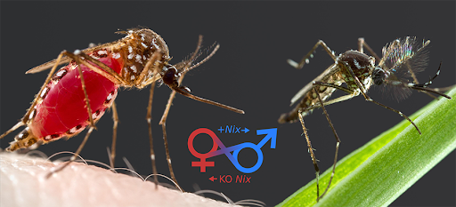 Tại sao diệt muỗi cái thay vì muỗi đực? Biện pháp tiêu diệt muỗi cái
