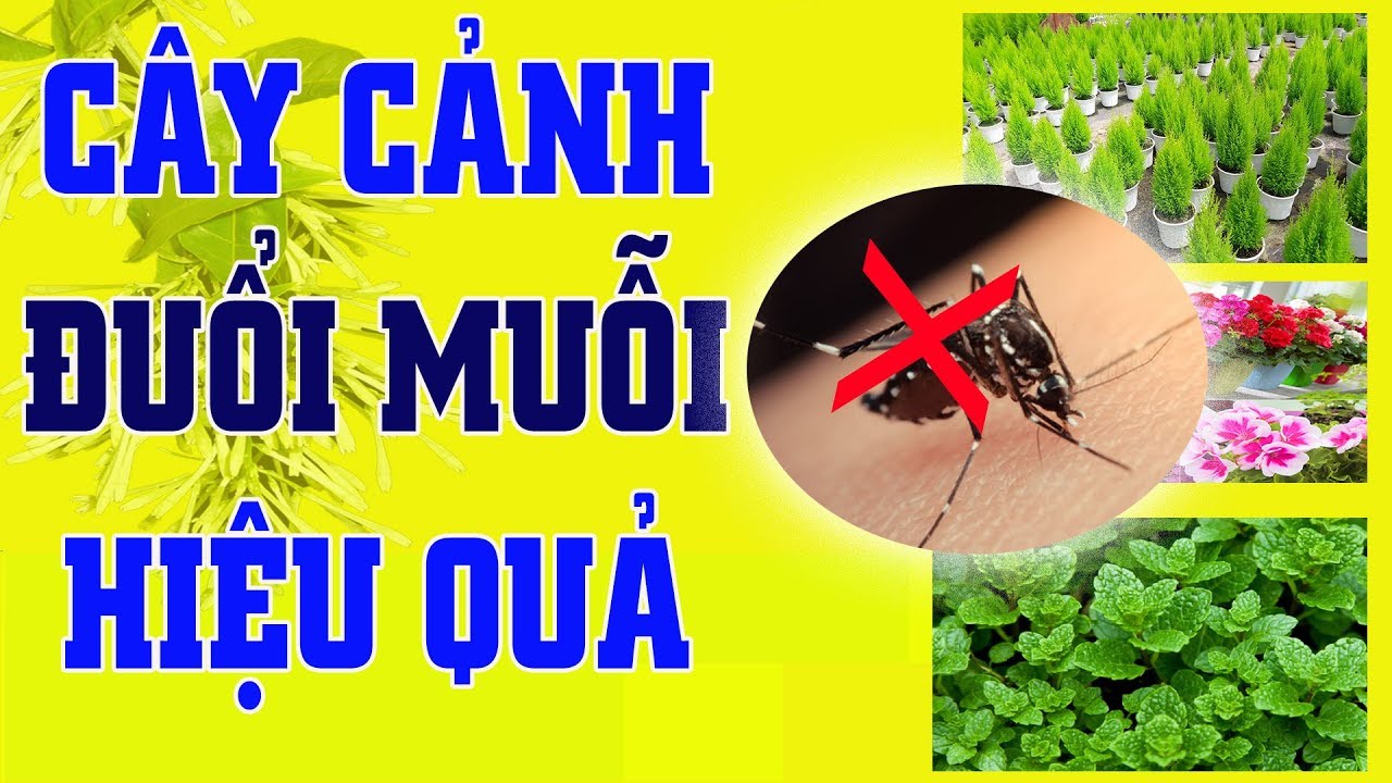 Bỏ túi top 15+ loại cây đuổi muỗi trong nhà hiệu quả, an toàn sức khỏe