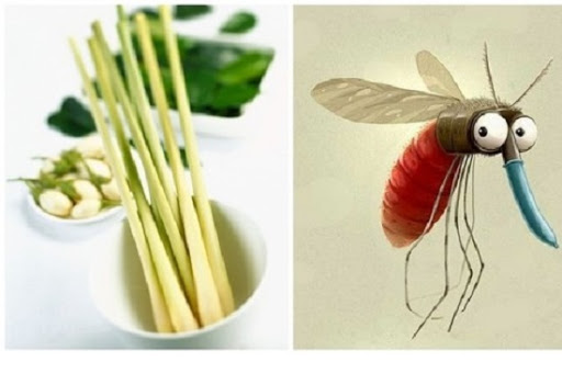 Bật bí 10 loại cây có tác dụng xua đuổi muỗi đơn giản, dễ trồng