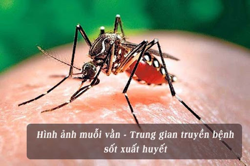 Tác nhân muỗi gây ra bệnh gì? Phương pháp tiêu diệt muỗi hiệu quả