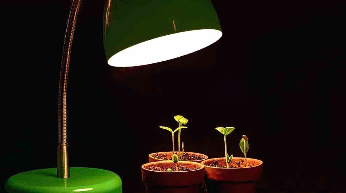 Tầm quan trọng của đèn led chiếu sáng cây trồng trong nhà