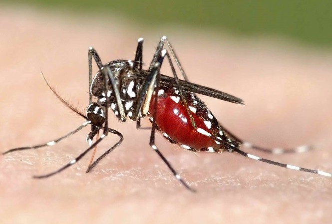 9 cách đuổi muỗi hiệu quả mà không dùng hóa chất độc hại