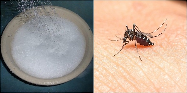 8 cách diệt muỗi hiệu quả không dùng hoá chất