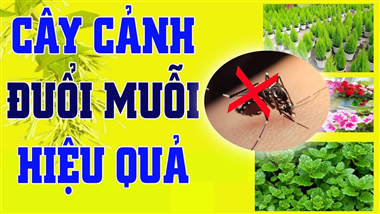 Bỏ túi top 15+ loại cây đuổi muỗi trong nhà hiệu quả, an toàn sức khỏe