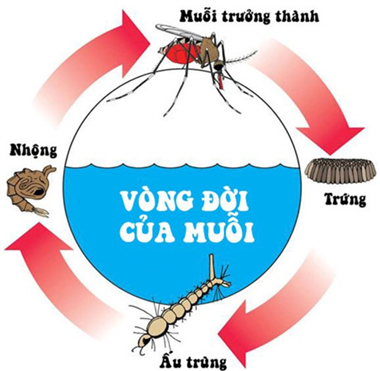 Tìm hiểu về giai đoạn phát triển của muỗi và cách kiểm soát